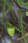 Coastal groundcherry